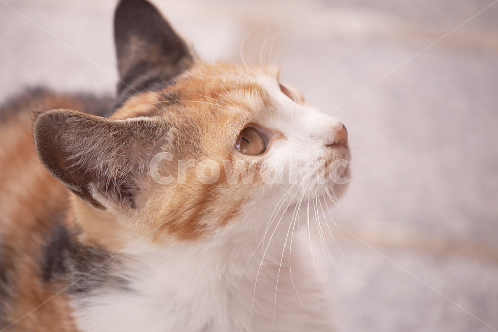 mammal,포유류,animal,동물,cat,고양이,pet,아기고양이,kitten,새끼고양이,응시,옆모습,눈빛,감성,감성사진,동물,animal,개,강아지,dog,doggy