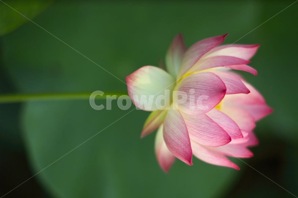 한국,부산,삼락공원,연꽃,접사,식물,자연,plants,nature,꽃,flower
