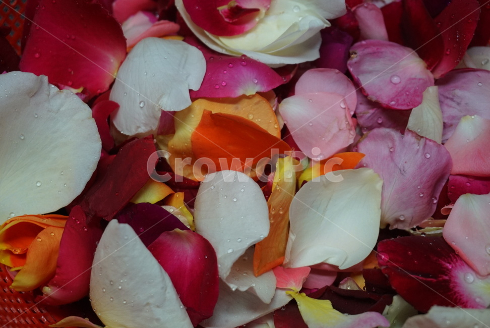 장미,장미꽃,꽃잎,rose,petal,rosepetal,flower,꽃