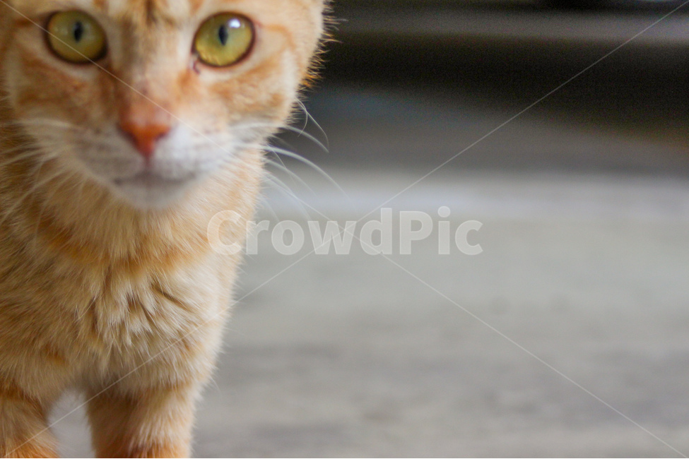 동물,고양이,animal,cat,길고양이,표정,얼굴,귀여움,감성사진,동물사진,face,cute,동물,animal,포유류,mammal,고양이,cat,kitten,kitty