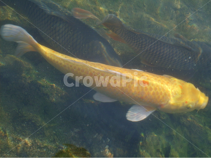 어류,동물,수중동물,수영,물,동물,animal,어류,물고기,fish