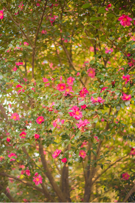 동백나무,식물,꽃,핑크동백,분홍동백,동백꽃,식물,자연,plants,nature,꽃,flower