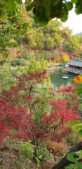 자연,나무,tree,식물,단풍,풍경,가을,계절,fall,autumn,season,nature,water,물,outdoors,옥외,plant