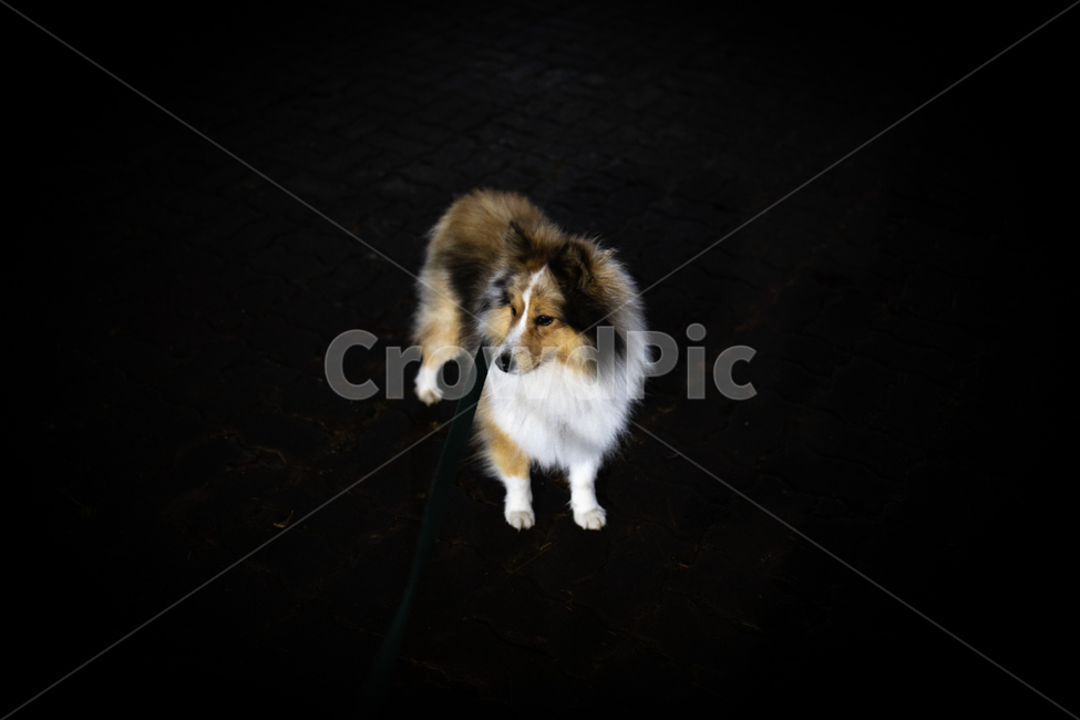 반려견,셀티,셔틀랜드쉽독,강아지,애완견,동물,animal,포유류,mammal,개,강아지,dog,doggy