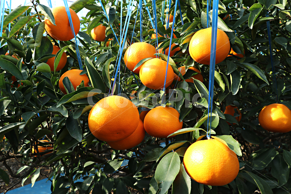 천혜향,제주감귤,제주천혜향,감귤류과일,citrusfruit,food,음식,fruit,과일,plant,식물,produce,grapefruit,orange,주황색