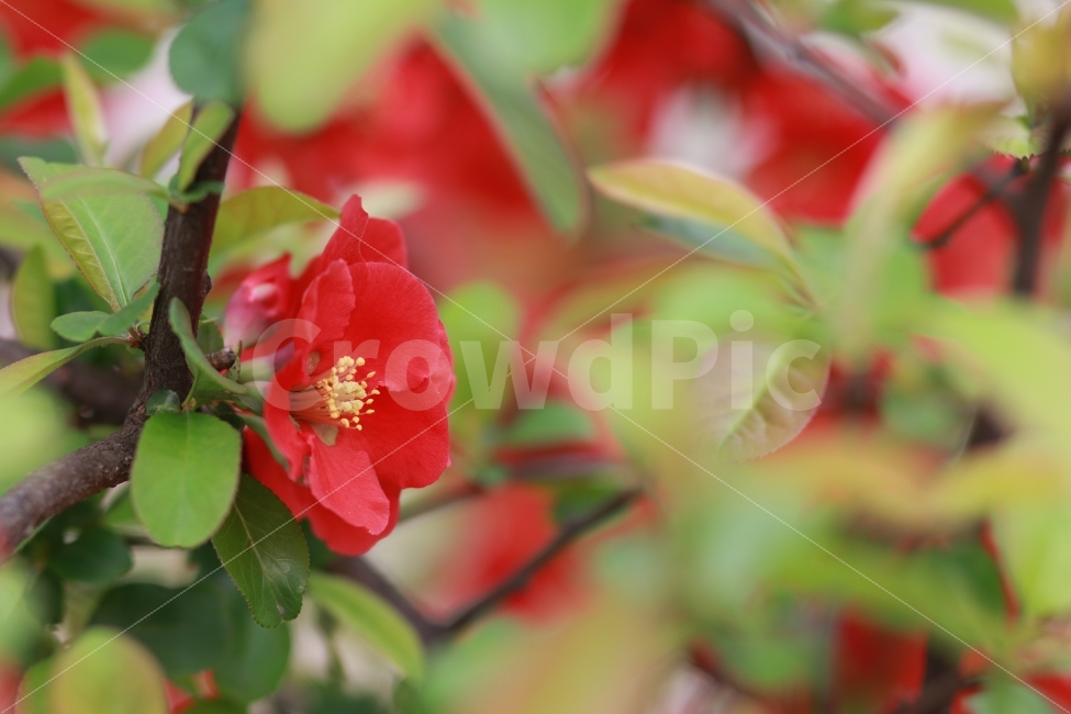대한민국,꽃,미니동백,동백,빨강,빨강색,컬러,원색,식물,자연,plants,nature,꽃,flower