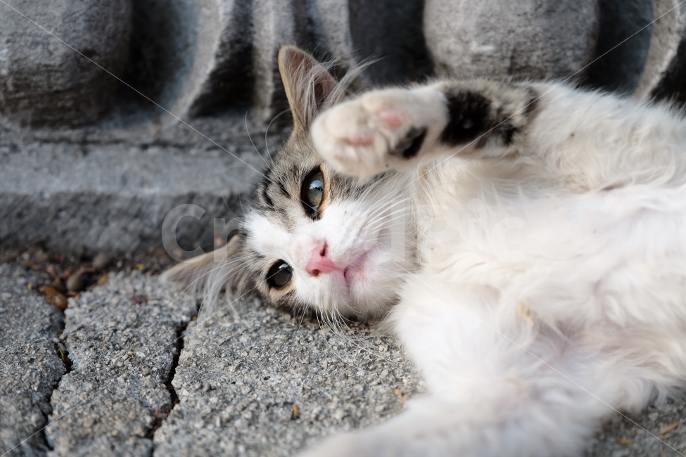 Baladang,kitten,Cute,stray cat,Asshole,cat,cuteness,animal