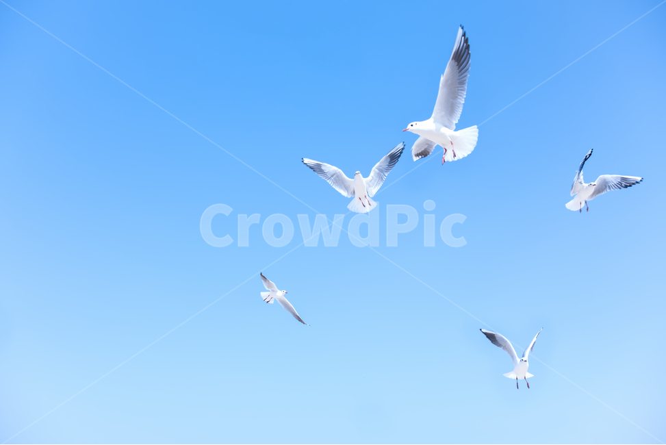 해수욕장,백사장,모래사장,갈매기,바다,동해,많은,해변,여행,휴가,힐링,새,조류,바닷가,풍경,갈매기떼,동물,자연,경치,여행지,관광지,배경,백그라운드,파란,푸른,카피스페이스,비행,소스,배경사진,하늘,푸른하늘,새무리,무리,날다,새떼,클로즈업,활공,동물,animal,조류,새,birds