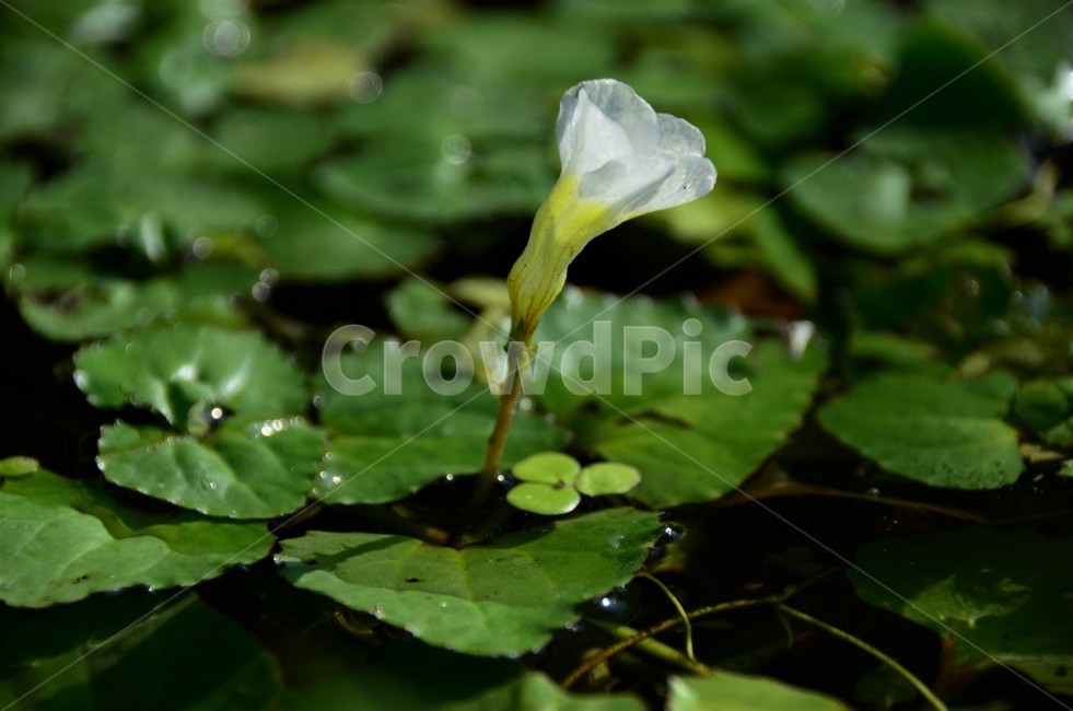 다섯가시수염마름꽃,참깻과,다년생,수생식물,희소식물,침수성,물풀,식물,자연,plants,nature,꽃,flower