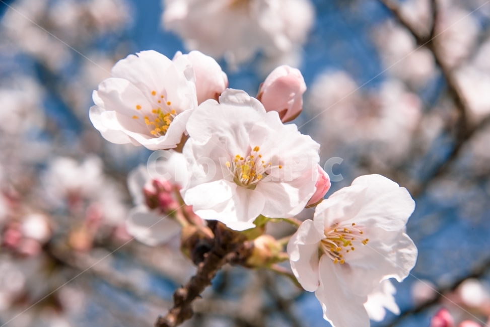 벚꽃,봄,봄꽃,봄봄봄,따사로움,봄,계절,spring,season,식물,자연,plants,nature,꽃,flower,plant