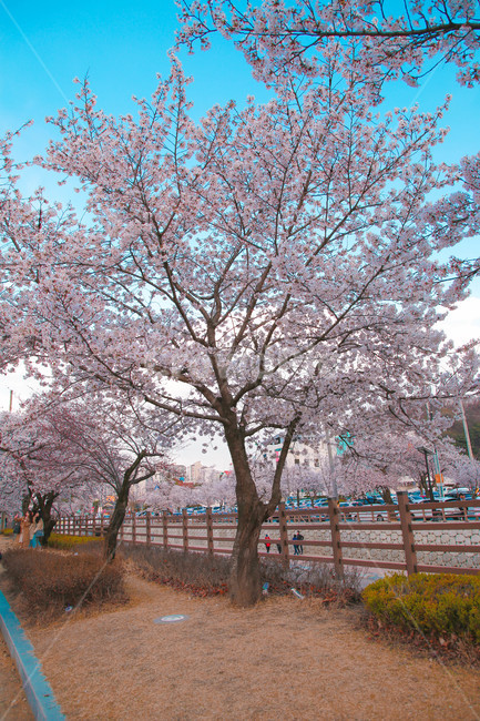 봄,벚꽃,감성사진,자연,계절,spring,꽃,season,올렛길,금오산,벚꽃길,봄,계절,spring,season,꽃,flower,plant,식물,blossom,cherry blossom