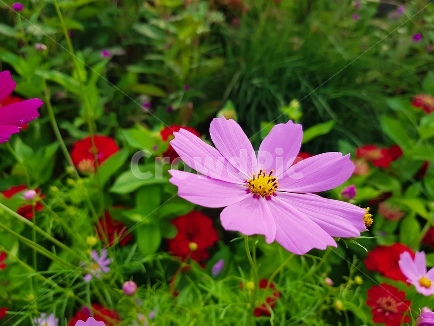 식물,꽃,화분,가을,코스모스,식물,자연,plants,nature,꽃,flower