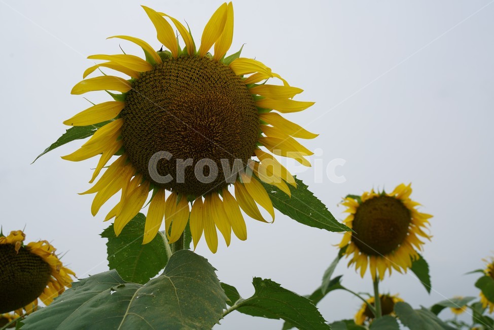 해바라기,국화과,식물,해바라기꽃,두상화,규화,항일화,sunflower,식물,자연,plants,nature,꽃,flower