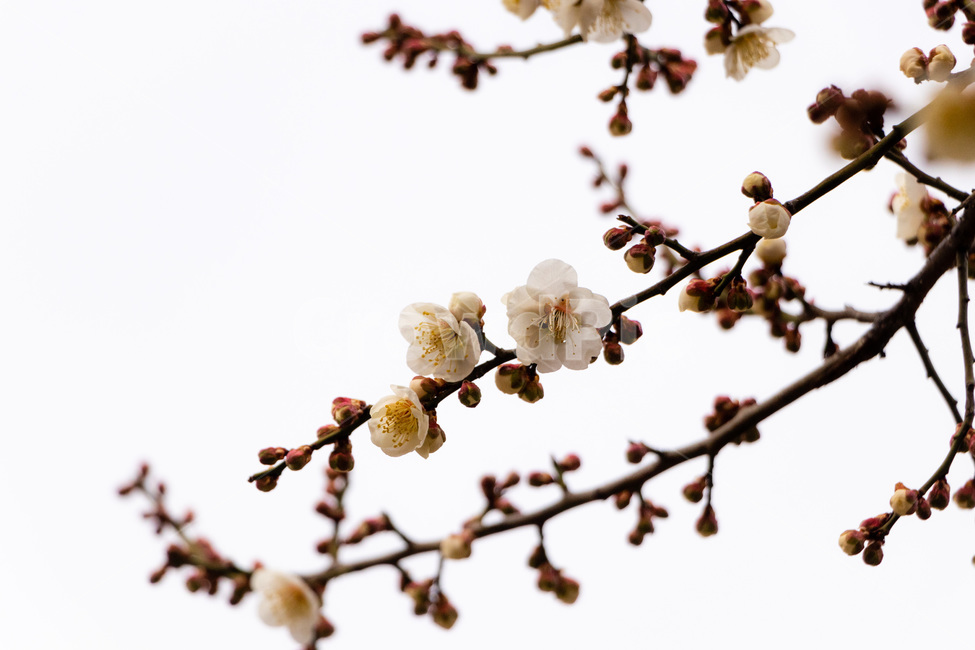 매화,매화꽃,매실꽃,백매화,흰매화,봄,계절,spring,season,식물,자연,plants,nature,꽃,flower,plant