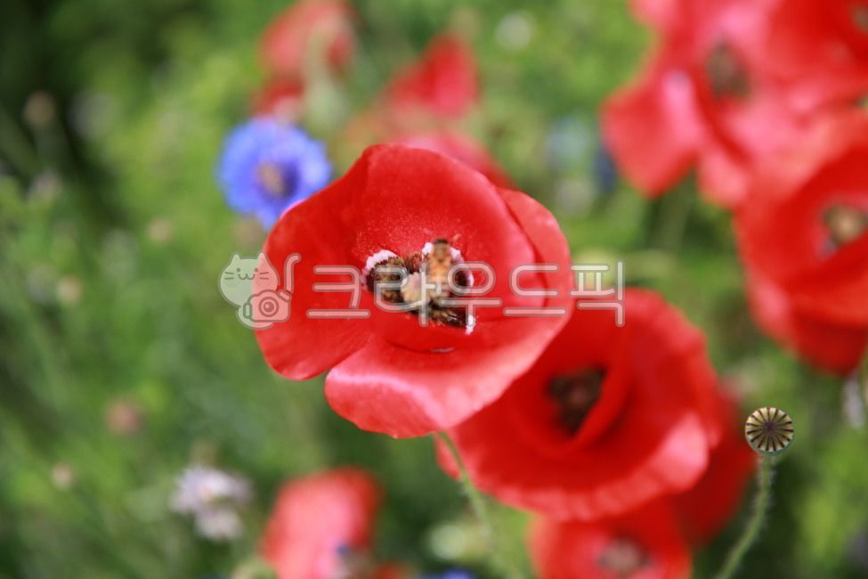 양귀비,꽃,flower,붉은색꽃,blossom