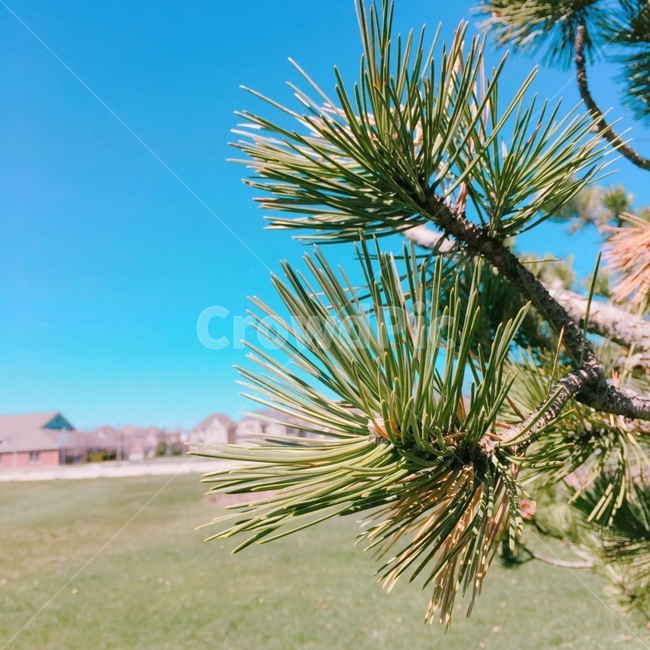 색감,나무,자연,솔방울,솔나무,pine,파랑,블루,초록,그린,식물,자연,plants,nature