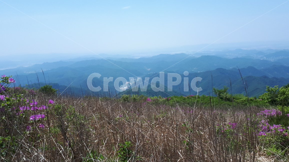 grassland,옥외,목초지,자연,field