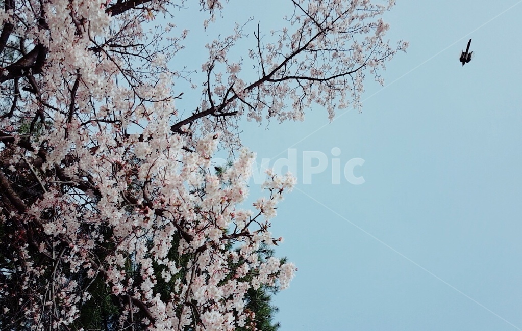 blossom,꽃,벚꽃,cherryblossom,까치