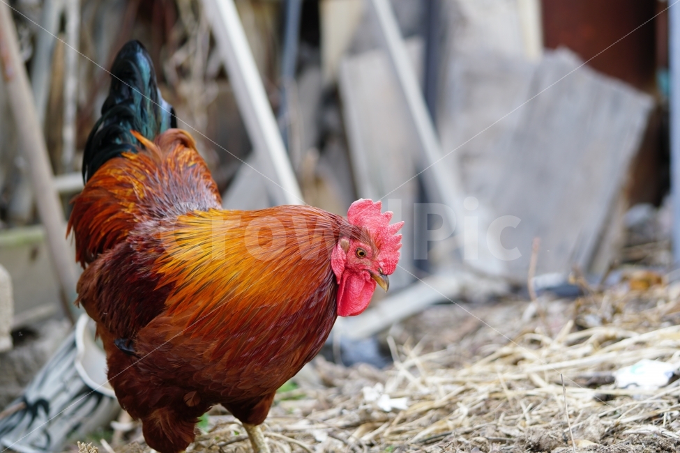 닭,조류,동물,chicken,수탉,암탉,새,bird,animal,생명,풍경,landscape,자연,nature,움직임,이동,걸음,뒤뚱뒤뚱,기웃기웃,닭띠,닭의해,치킨,육류,고기,닭고기,스냅,snap,양계장,목축업,가축,동물,animal,조류,새,birds
