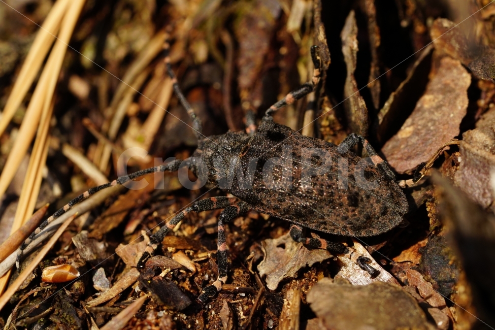 털두꺼비하늘소,곤충,자연,산,나무,식물,낙엽,이파리,벌레,insect,nature,동물,animal,macro,접사,closeup,클로즈업,산속,숲속,산림,삼림,환경,plants,생명,풍경,landscape,snap,스냅,나뭇가지,동물,animal,곤충,벌레,insect,bug