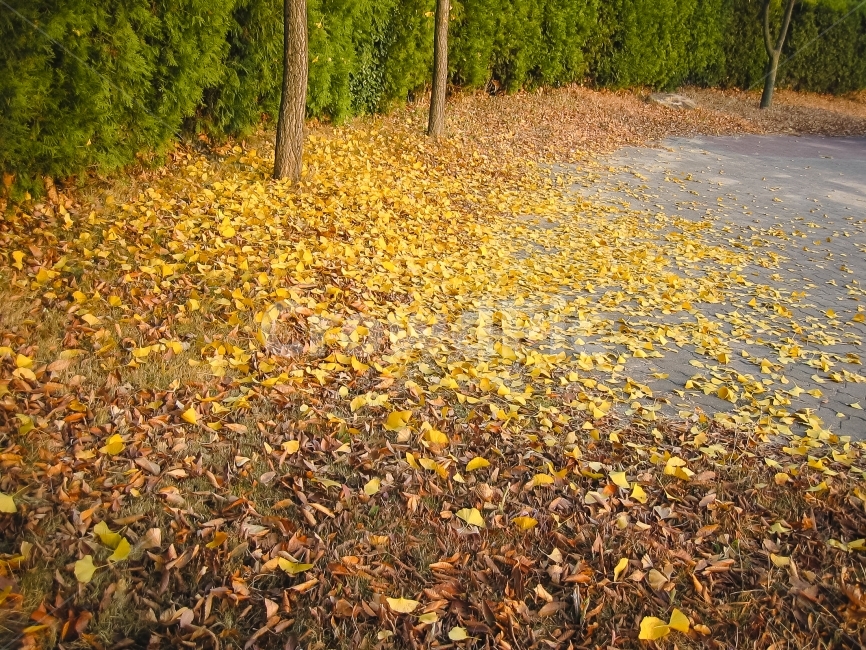 낙엽,은행나무,은행잎,가을,황금빛,ginkgoleaf,가을,계절,fall,autumn,season,ground,바닥,plant,식물,tree,나무