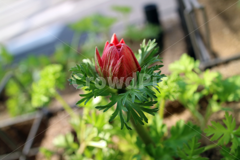 꽃,flowers,봄,식물,계절,정원,꽃밭,컬러풀,클로즈업,자연,꽃잎,가드닝,텃밭,아름다움,뷰티,백그라운드,배경,배경이미지,꽃봉오리,빨강,빨간꽃,식물,자연,plants,nature,꽃,flower