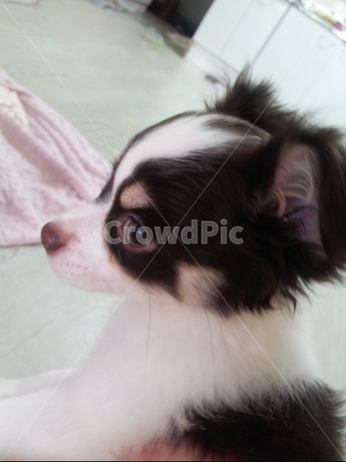 장모치와와,흰색,검정색,개,dog,cute,animal,chihahua,치와와,동물,animal,포유류,mammal,개,강아지,dog,doggy