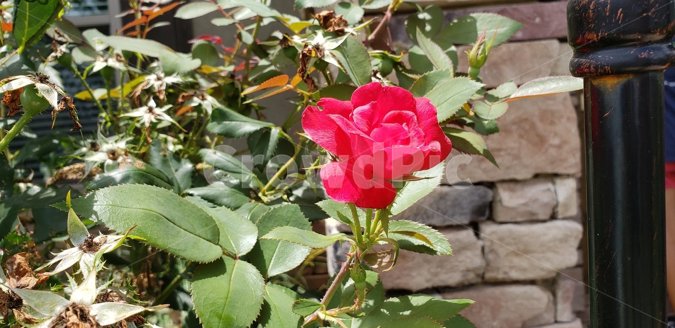 꽃,빨간색,빨간꽃,빨간색꽃,blur,블러,포커스,확대샷,장미,장미꽃,생화,꽃한송이