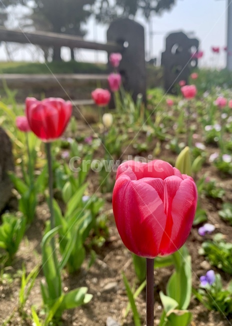 봄,튤립,제주튤립,봄날,봄꽃,식물,자연,plants,nature,꽃,flower