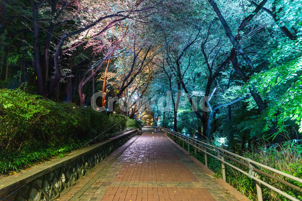 인천,자유공원,야경,led,조명,야간,동인천,차이나타운,숲,나무,공원,산책,산보,산길,오솔길,통로,보도,숲속,형형색색,forest,path,lane,trail,walkway,road,길,수풀,자연,park,tree,nature,풍경,landscape,scenery,scene,view,night,nightview,nightscene,lighting,illumination,lamp,light,colourful