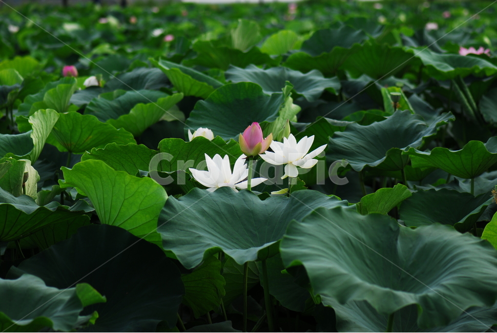 꽃,연꽃,관곡지,불교,여름,식물,자연,plants,nature,꽃,flower
