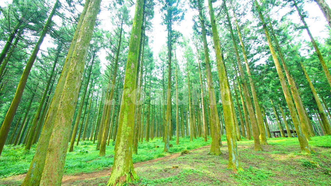 숲,삼나무,나무,자연,울창,forest,tree,nature
