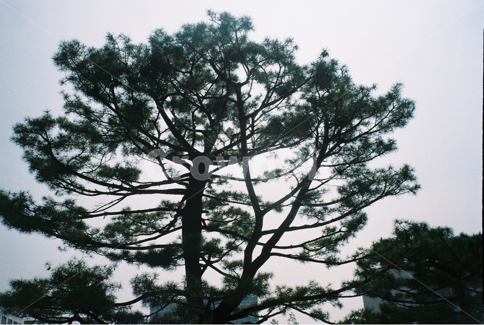 tree,나무,plant,식물,treetrunk,나무줄기,소나무,푸른나무,자연,조화,큰나무,필름,필름카메라,나무,trees,wood