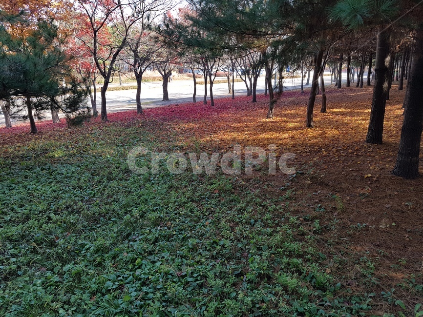 가을,낙옆,길,하늘,침묵,가을,계절,fall,autumn,season,자연,풍경,nature,landscape,tree,나무,plant,식물,tree trunk,나무 줄기,ground,바닥