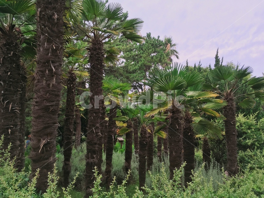 야자수,선인장,돌,산책길,나무,공원,푸른나무,초록색,coconutpalm,cactus,park,green