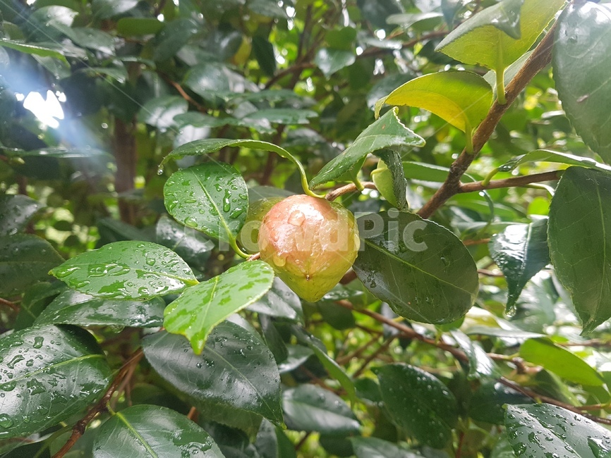 plant,식물,fruit,과일,food,음식