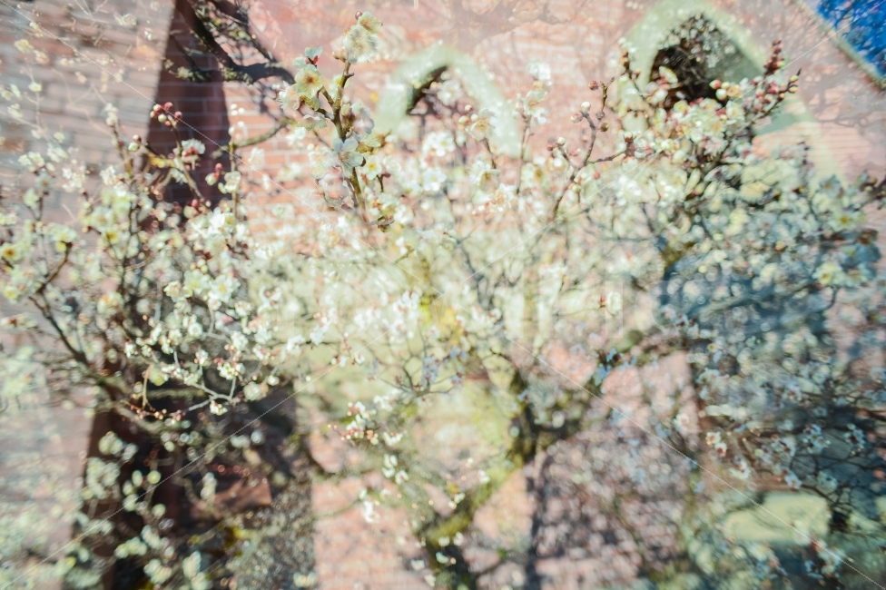 매화나무,도시샤대학,봄,그리움,다중노출,감성,japaneseapricottree,doshishauniversity,spring,winter,missing,memory,sensibility,식물,자연,plants,nature,봄,계절,spring,season,꽃,flower,plant,blossom,cherry blossom,벚꽃