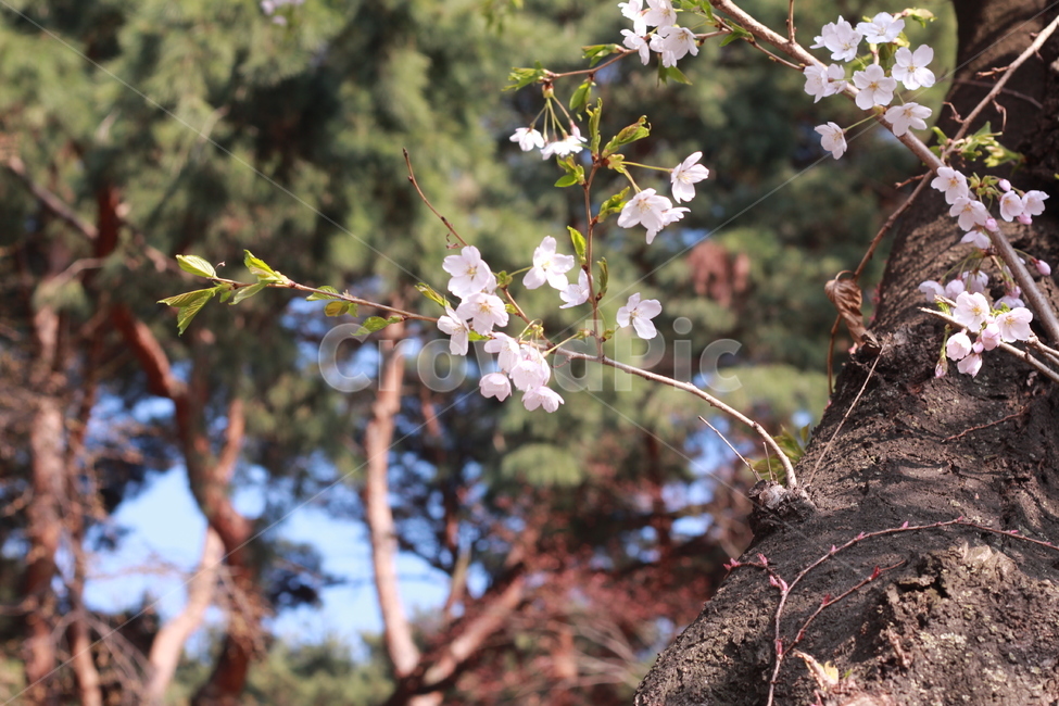 꽃,봄꽃,식물,flower,plants,봄,계절,spring,season,식물,자연,plants,nature,꽃,flower,plant