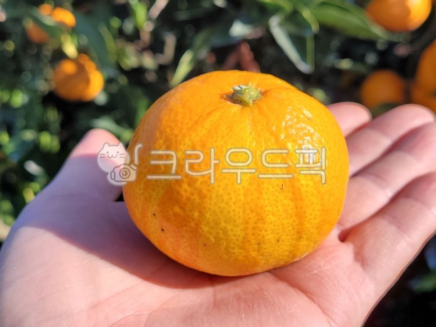 귤, 감귤류과일, 과일, 노지귤, fruit, 사진,이미지,일러스트,캘리그라피 - phototo73작가