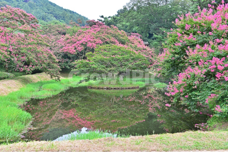 전남,담양,명옥헌원림,배롱나무,명옥헌배롱나무,배롱나무꽃,백일홍나무,여름,계절,nature,자연,outdoors,옥외,grass,잔디,plant,식물,pond,못,water,물,자연,풍경,nature,landscape,한국자연풍경,한국자연경관,korea nature landscape