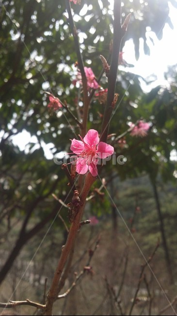 식물,꽃,flower,햇빛,나무