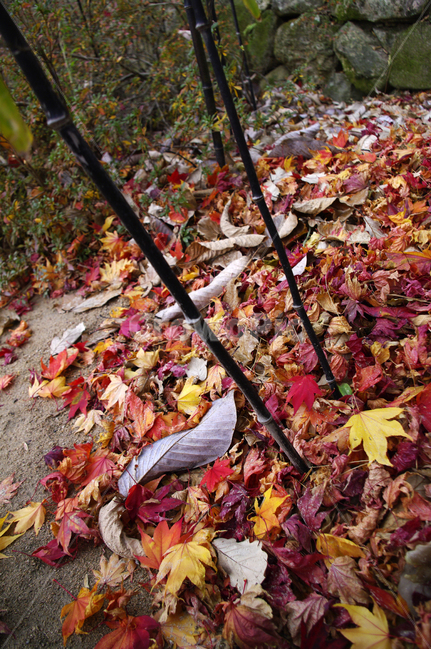 가을,fall,나무,식물,plant,단풍,잎,낙엽,오죽,대나무,가을,계절,fall,autumn,season,leaf,tree,maple