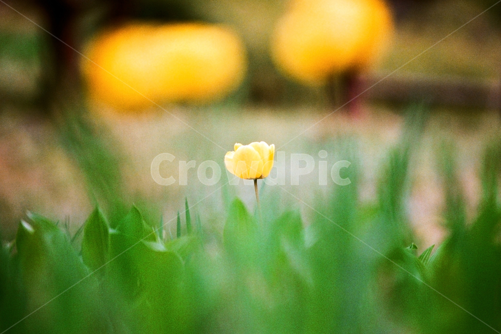 필름,필름사진,필름느낌,필름감성,감성사진,꽃,식물,튤립,tulip,plant,flower,bloom,blossom,식물,자연,plants,nature,꽃,flower