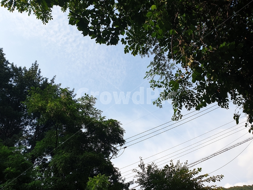 cable,케이블,electrictransmissiontower,송전탑,전력선,나무,풀숲,숲,울창한,푸른,배경화면,자연,nature,계곡,하늘,sky,소나무,평화,piece