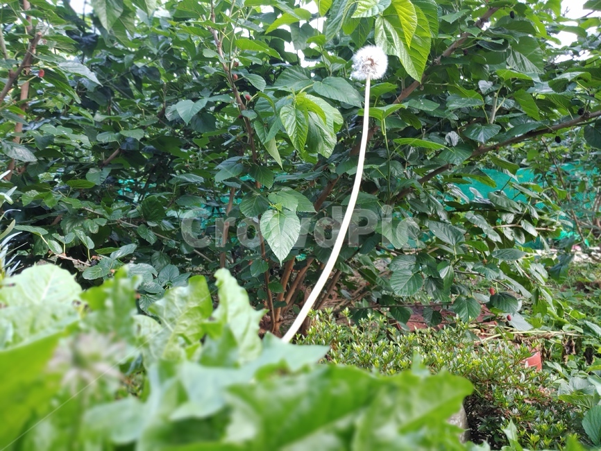 식물,plant,바람,꽃,민들레