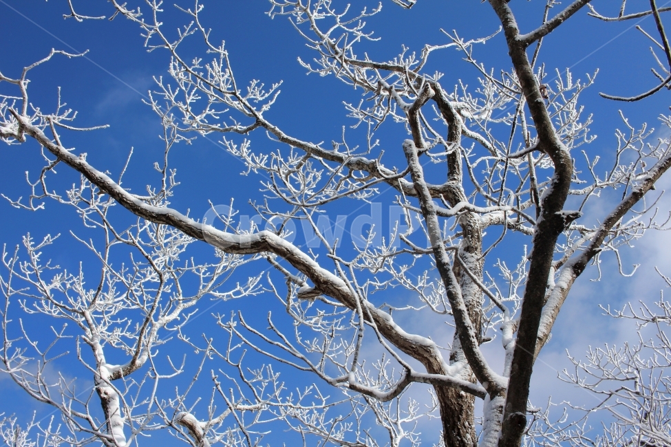 풍경,눈,눈꽃,자연,나무,겨울,나뭇가지,계절,winter,season,식물,plants,nature,함박눈,설경,겨울풍경,landscape,산,눈내리는날,한국,눈풍경,자연풍경,느낌,12월,등산,sensible,feeling,emotion,여행,하늘,산책,겨울산,들판,겨울,계절,winter,season,식물,자연,plants,nature,나무,trees,wood