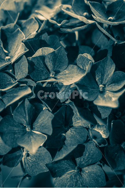 수국,꽃,자연,식물,여름,색감,식물,자연,plants,nature,꽃,flower