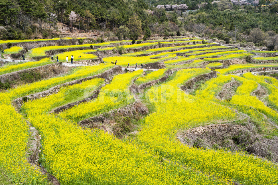 봄,남해,유채,두모마을,풍경,봄,계절,spring,season,자연,풍경,nature,landscape,한국자연풍경,한국자연경관,korea nature landscape,field,들,outdoors,옥외,farm,농장,rural,농촌,human,인간,person,사람,grassland,목초지