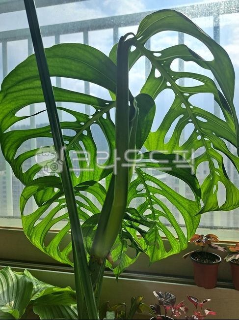몬스테라,에스쿠엘레토,에스쿠,찢어진잎,구멍잎,큰잎,대형식물,leaf,잎,희귀식물,열대식물