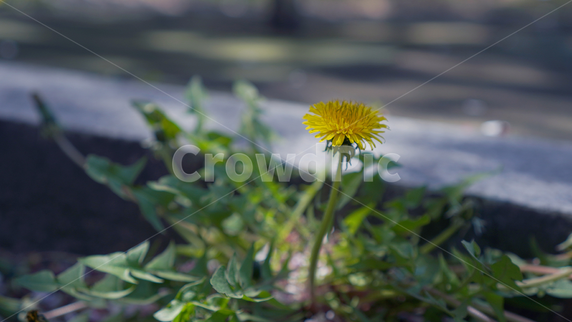 plant,식물,민들레,노란꽃,들풀